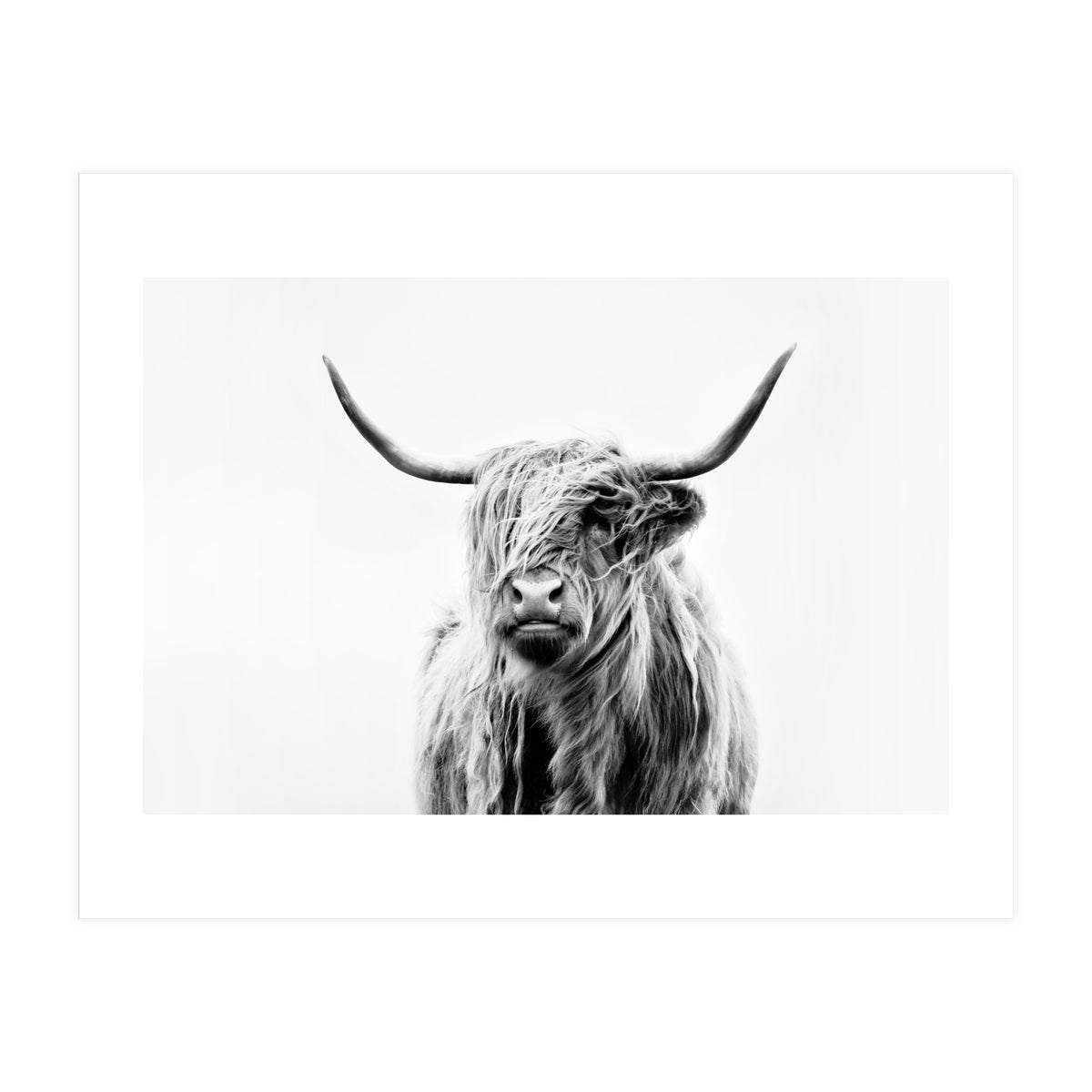Portrait of a Highland Cow II (Print Only)