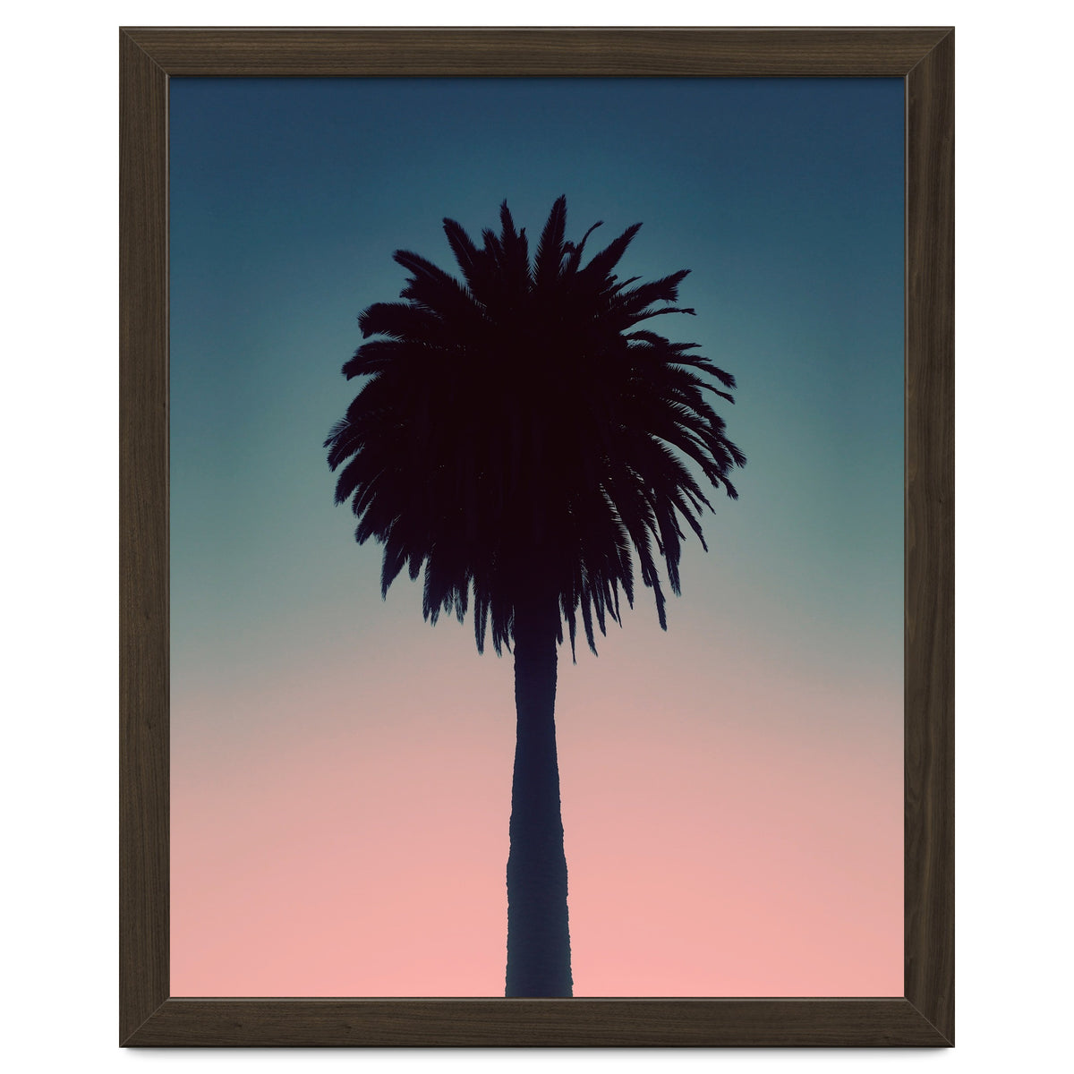 Sundown Palm