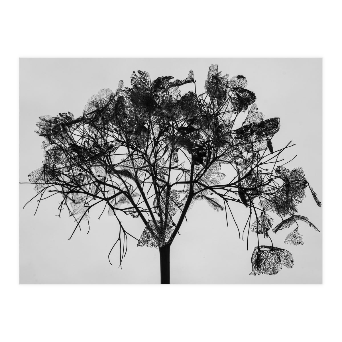 Hydrangea flower head (Print Only)