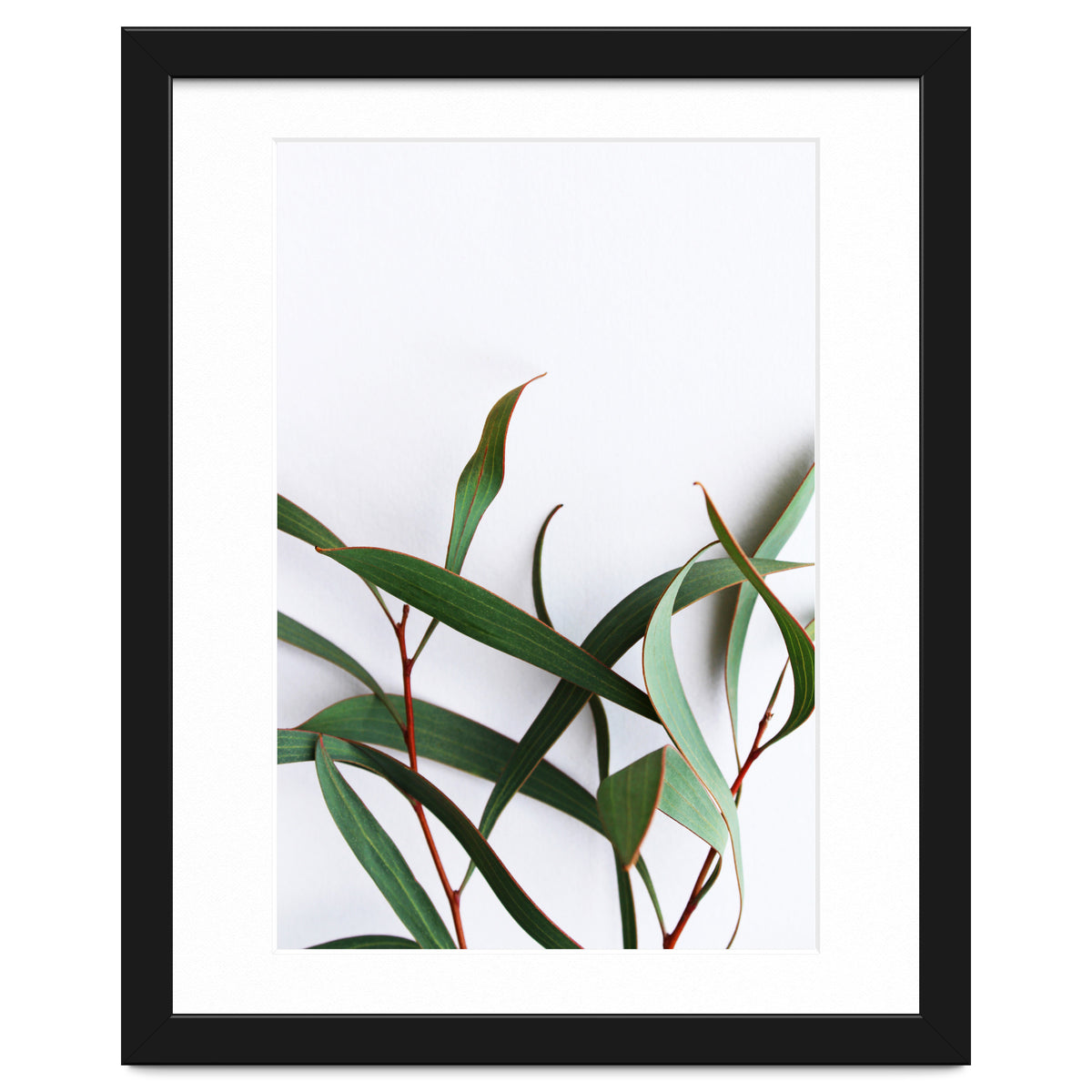 Green Eucalyptus leaves