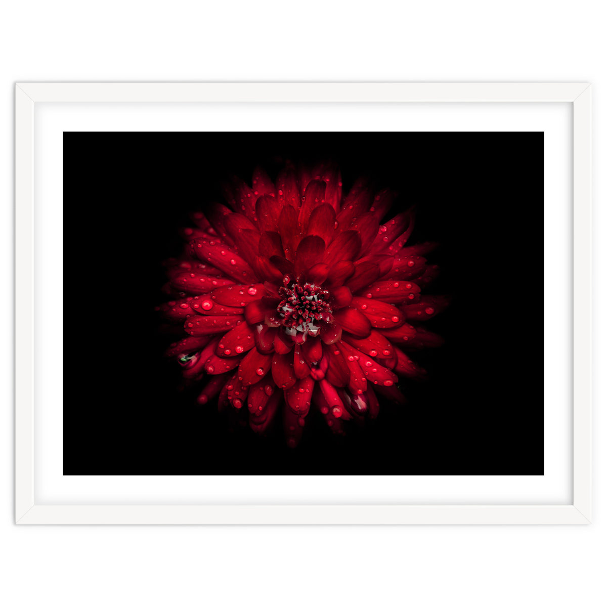 Backyard Flowers 45 Color Version