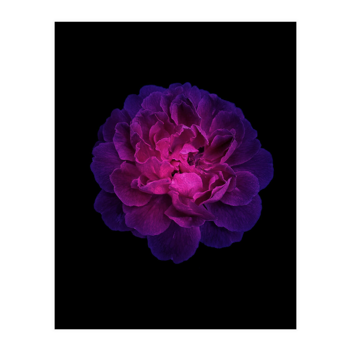 Blooming Nature (Print Only)