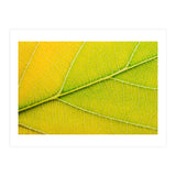 Autumn Leaf (Print Only) thumbnail