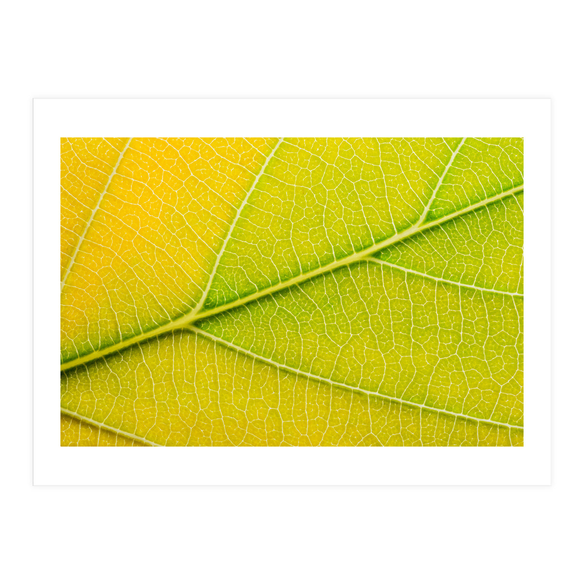 Autumn Leaf (Print Only)