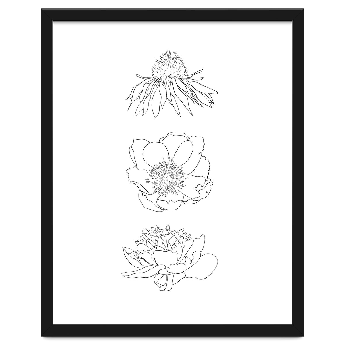 Hand Drawn Flowers