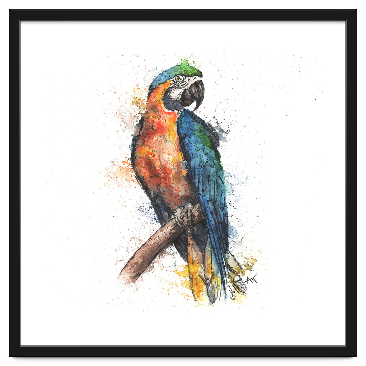 Parrot - Wildlife Collection