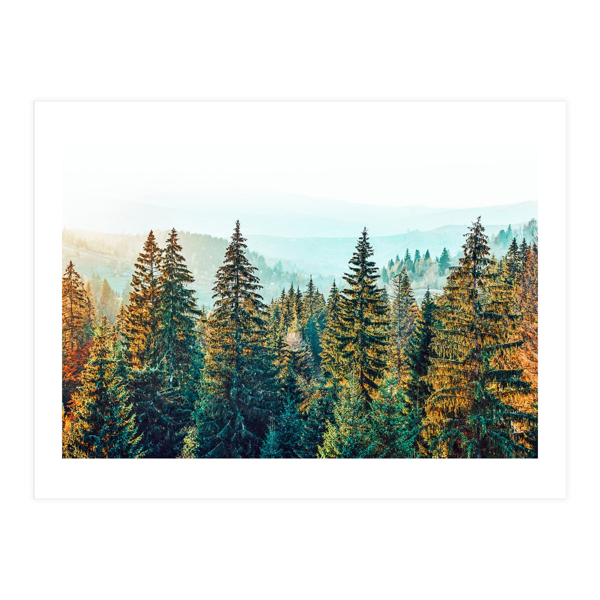 Pine Beauty (Print Only)