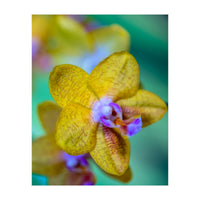 Orchidee Phalleanopsis (Print Only)