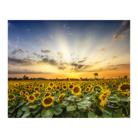 Sunflower field in the evening  (Print Only)
