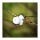 winter berries (Print Only) thumbnail