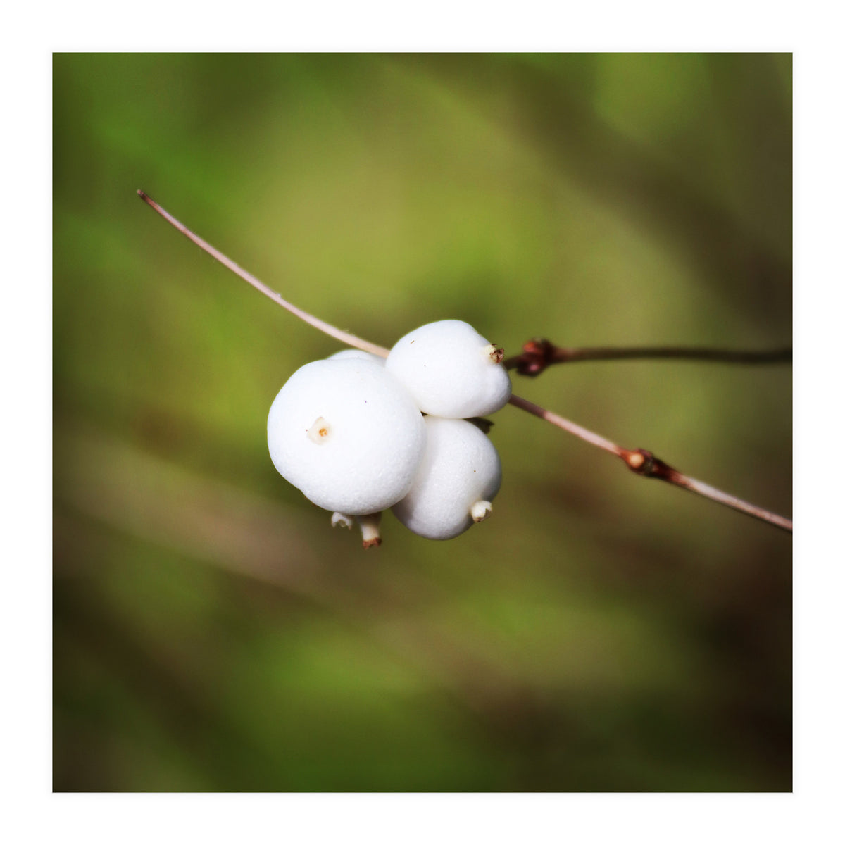 winter berries (Print Only)