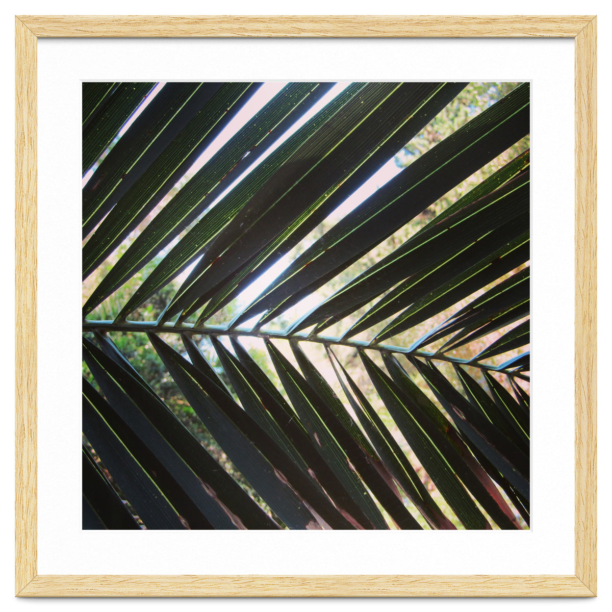 Palm leaf