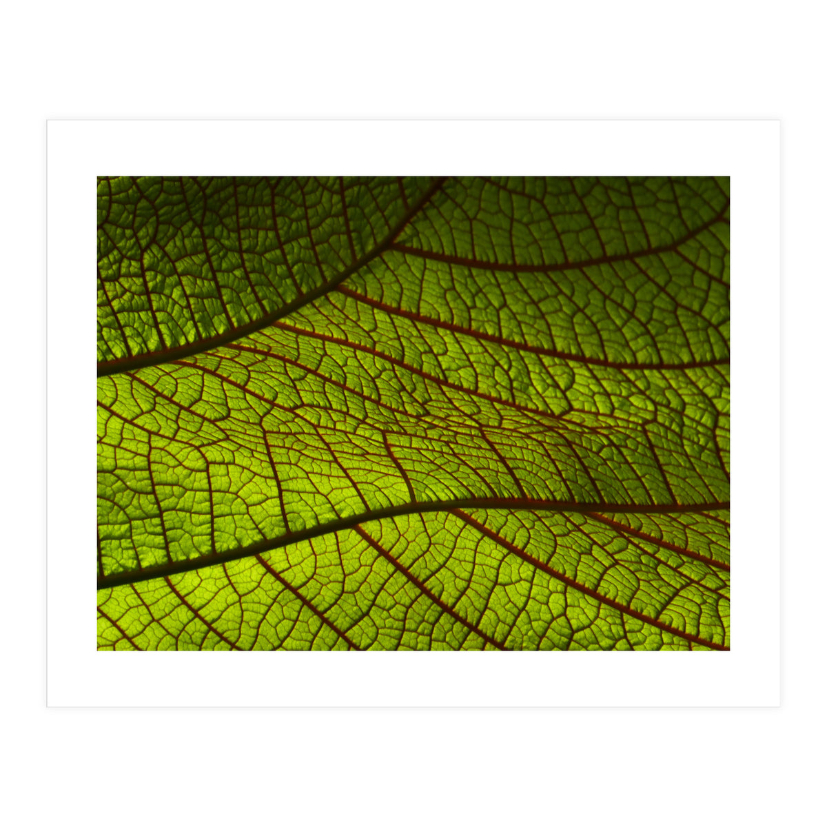 Leaf (Print Only)