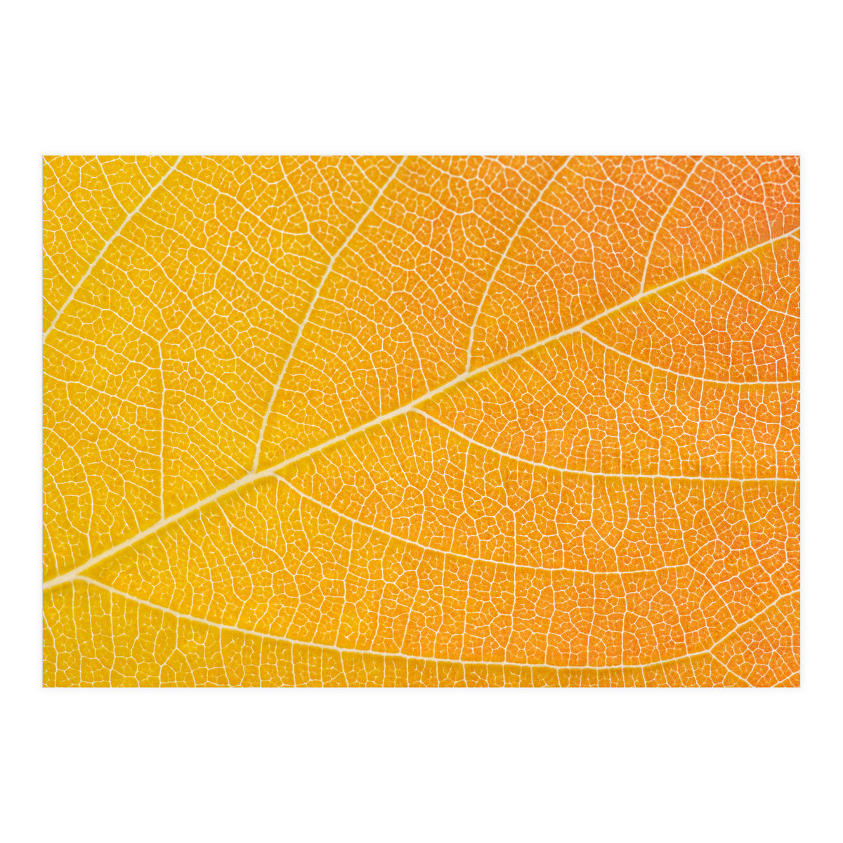 Autumn Leaf (Print Only)