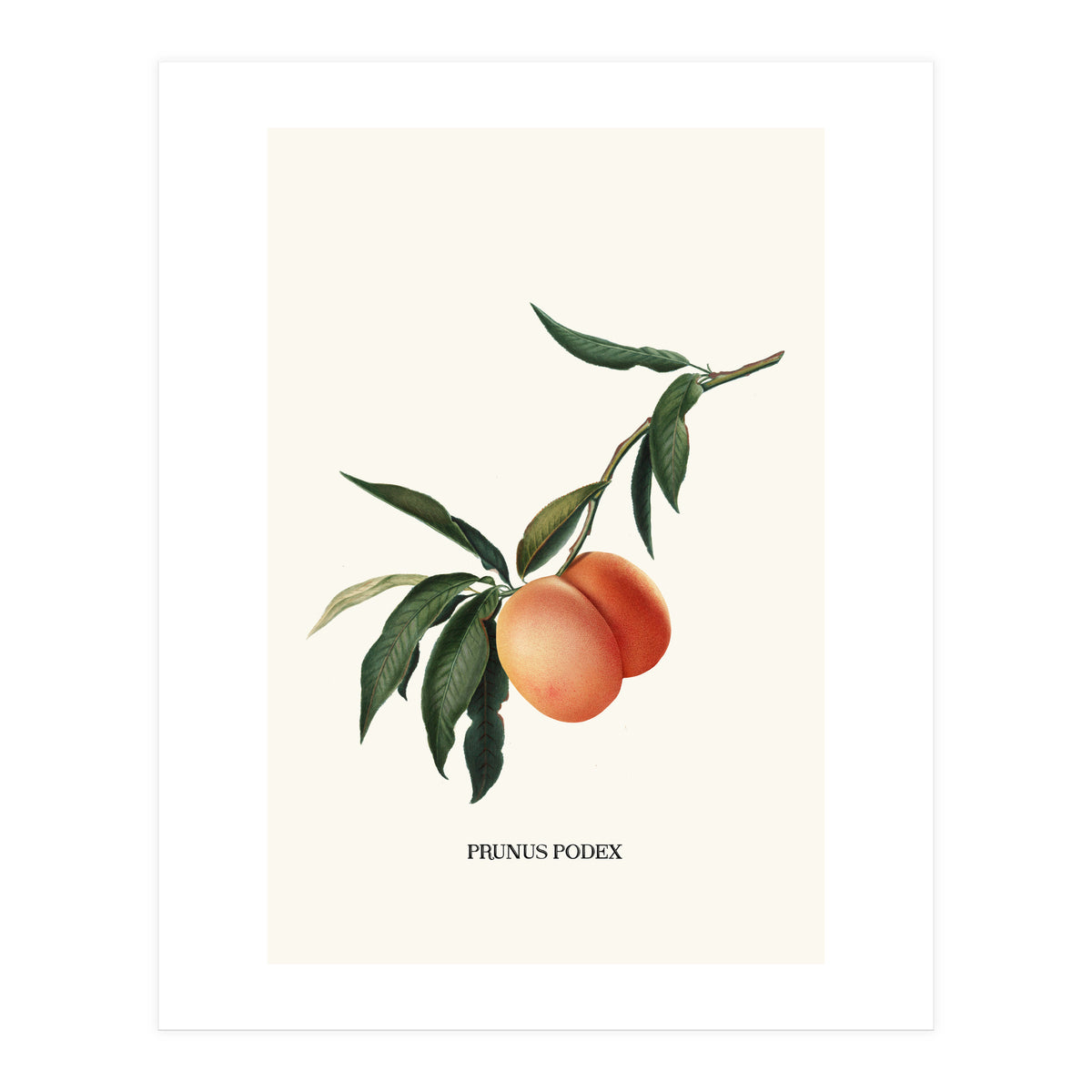 Peachy (Print Only)