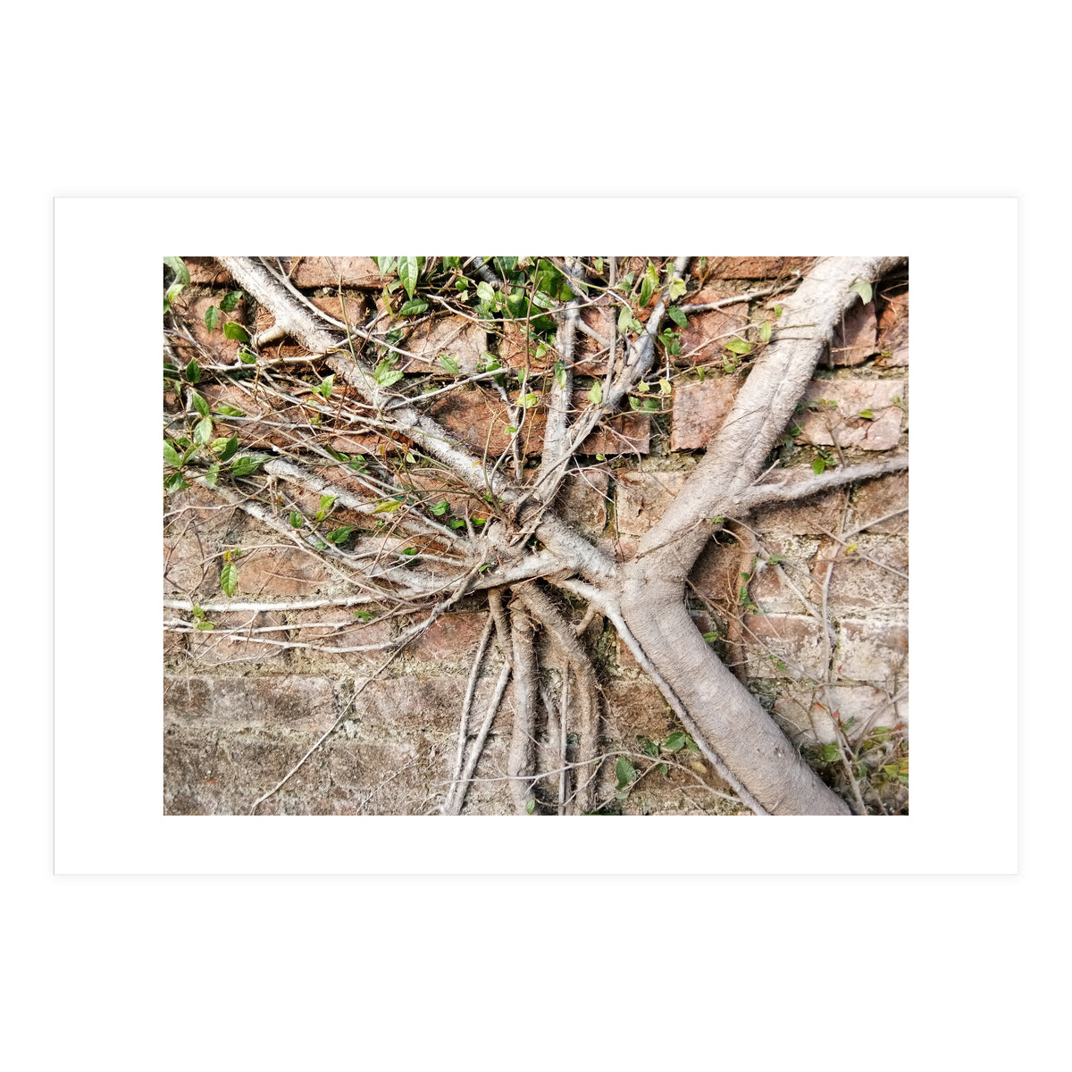 Roots (Print Only)