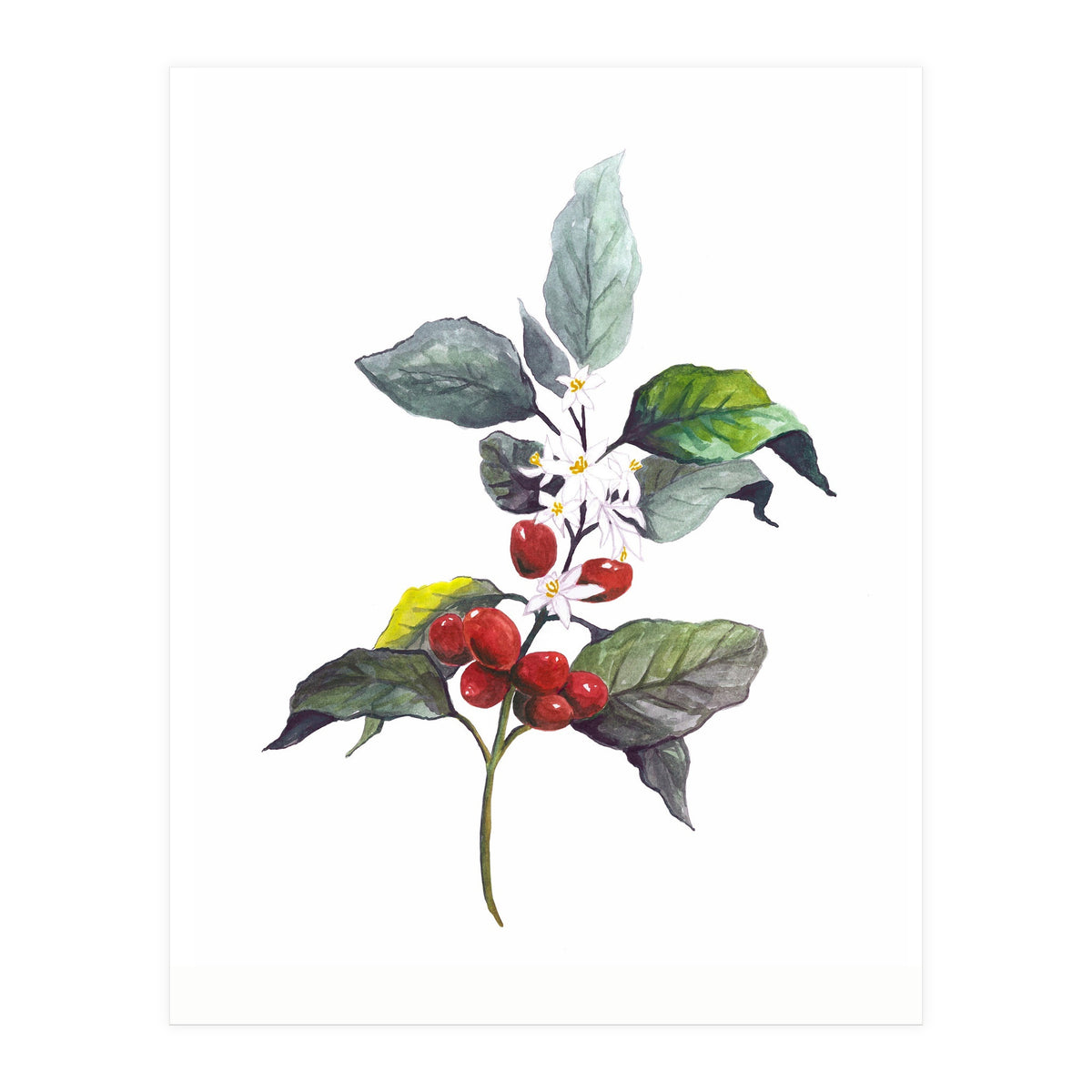 1 Botanical Illustration Kaffee Pflanze (Print Only)