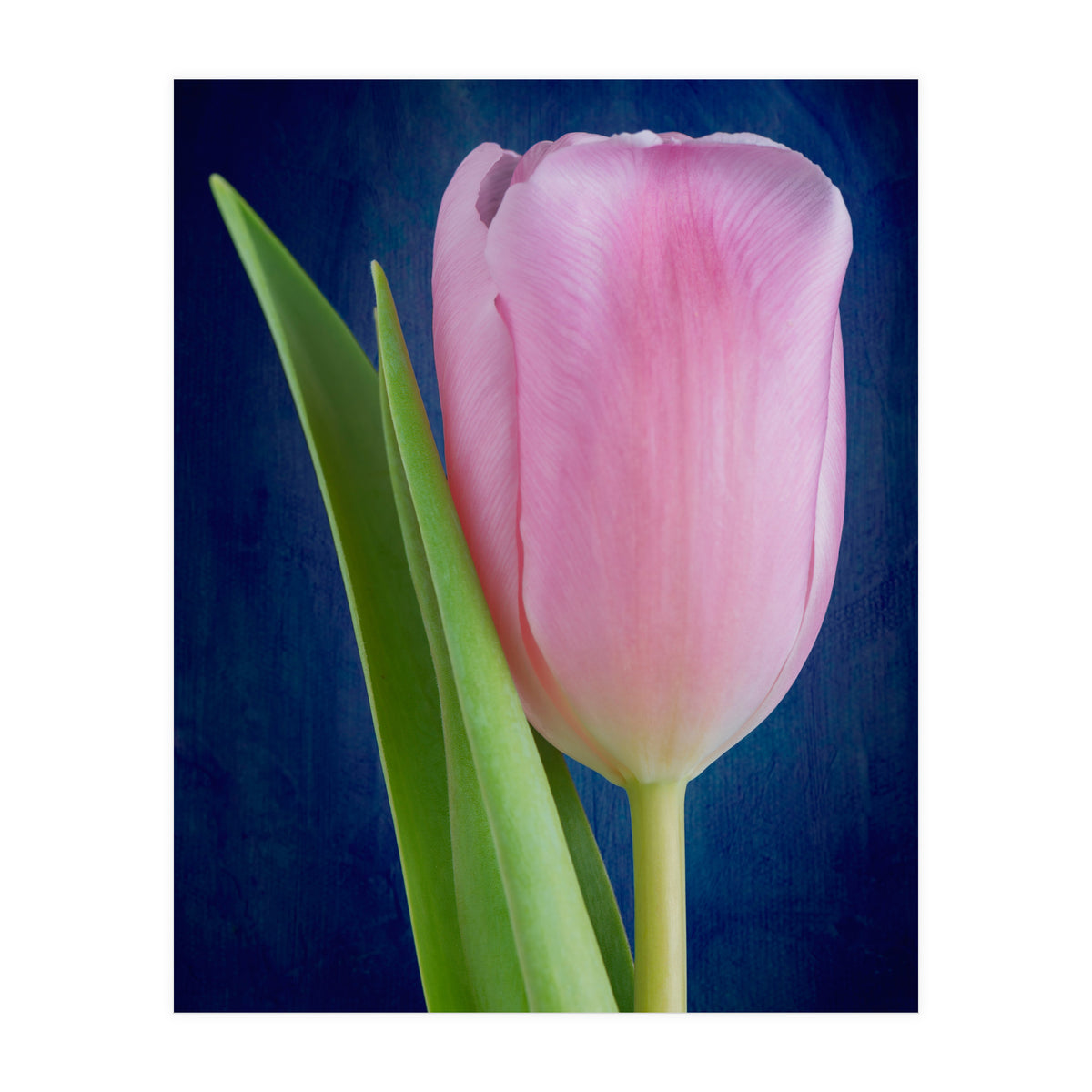 Tulip (Print Only)