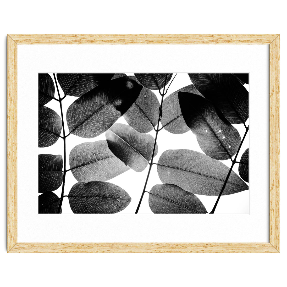 Experiments with Leaves II