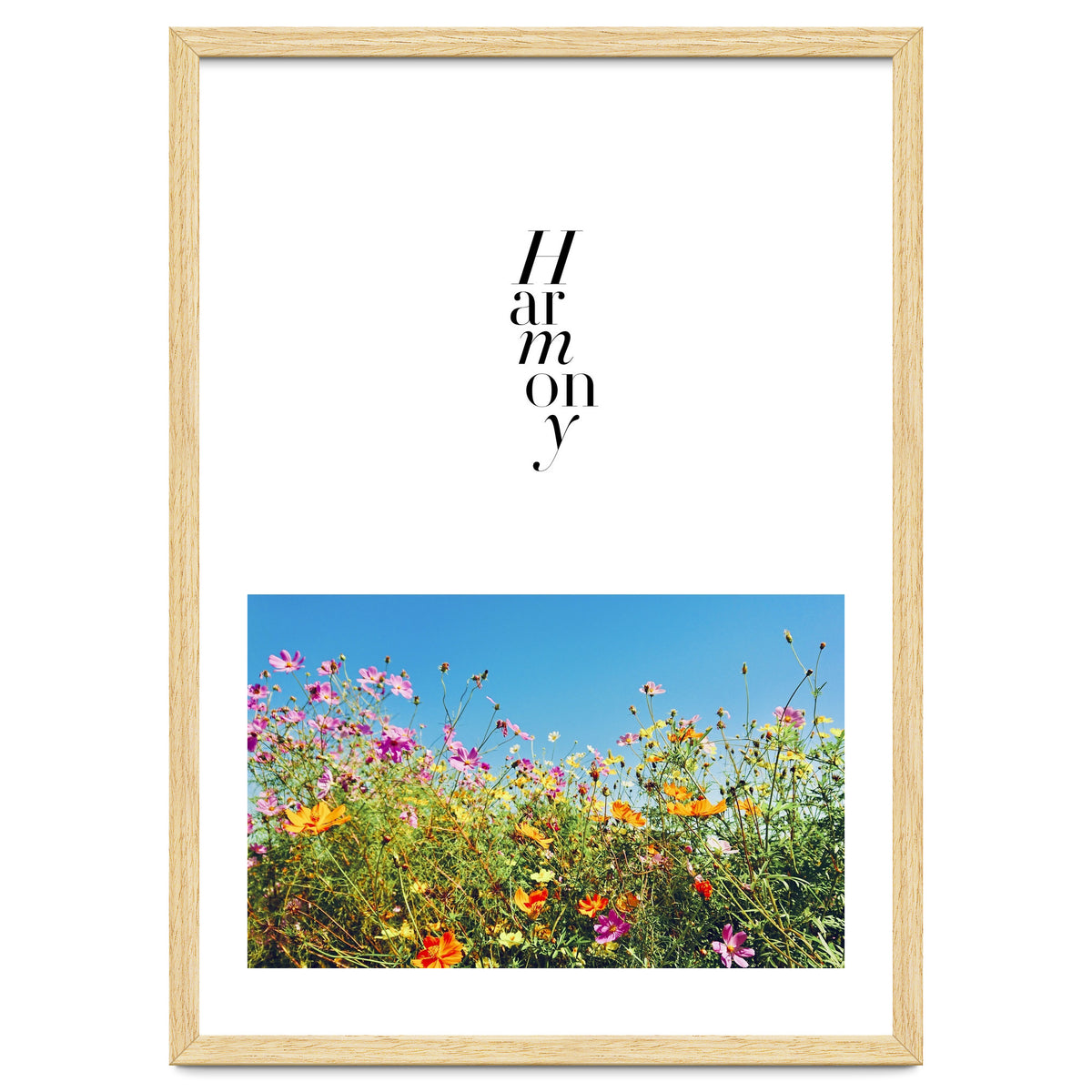 Harmony - cosmos flower - nature photography