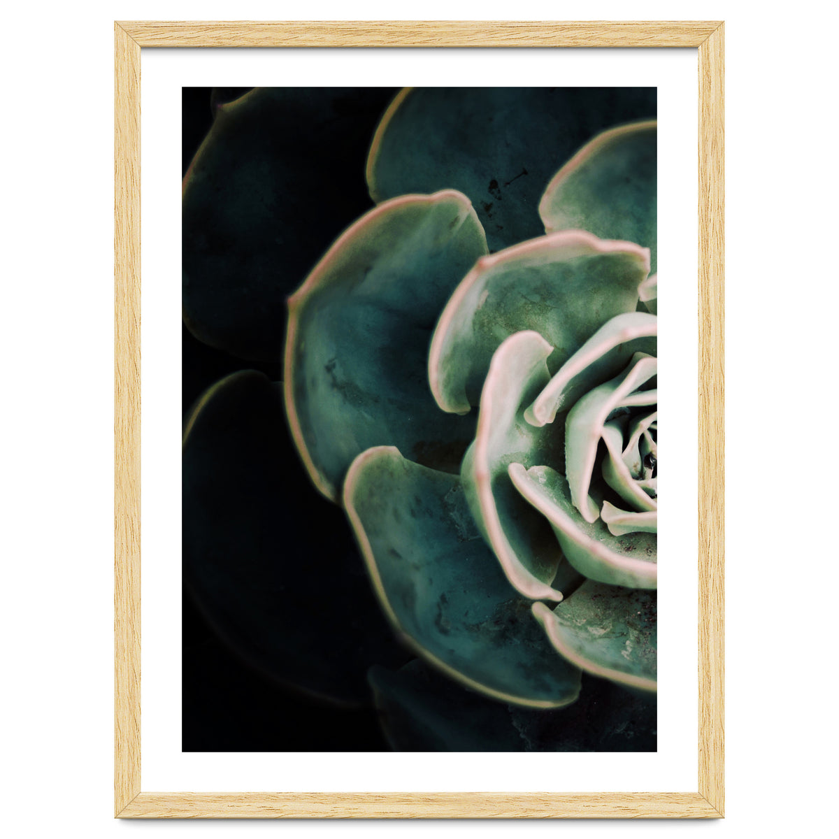 Darkside Of Succulents 4-E