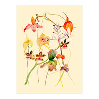Orchids #1 (Print Only)