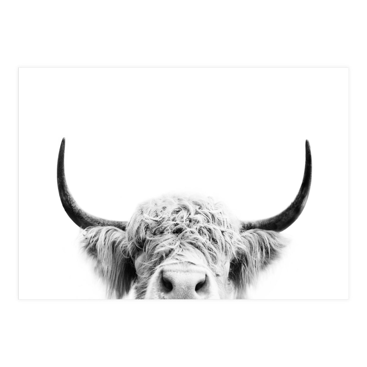 Peeking cow BW (Print Only)