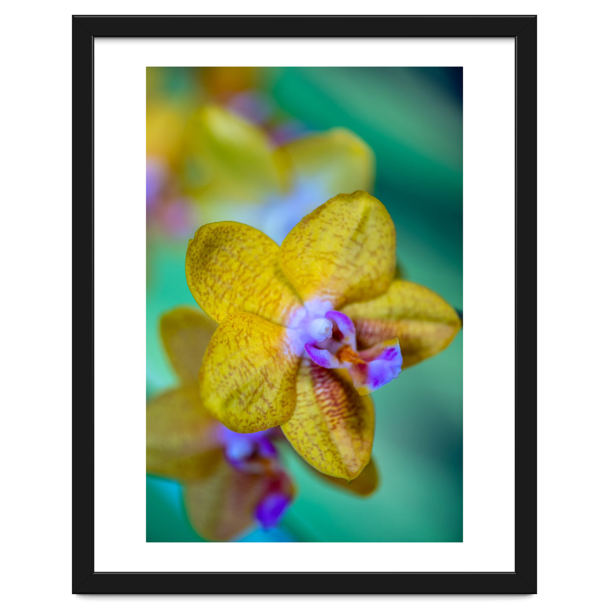 Orchidee Phalleanopsis