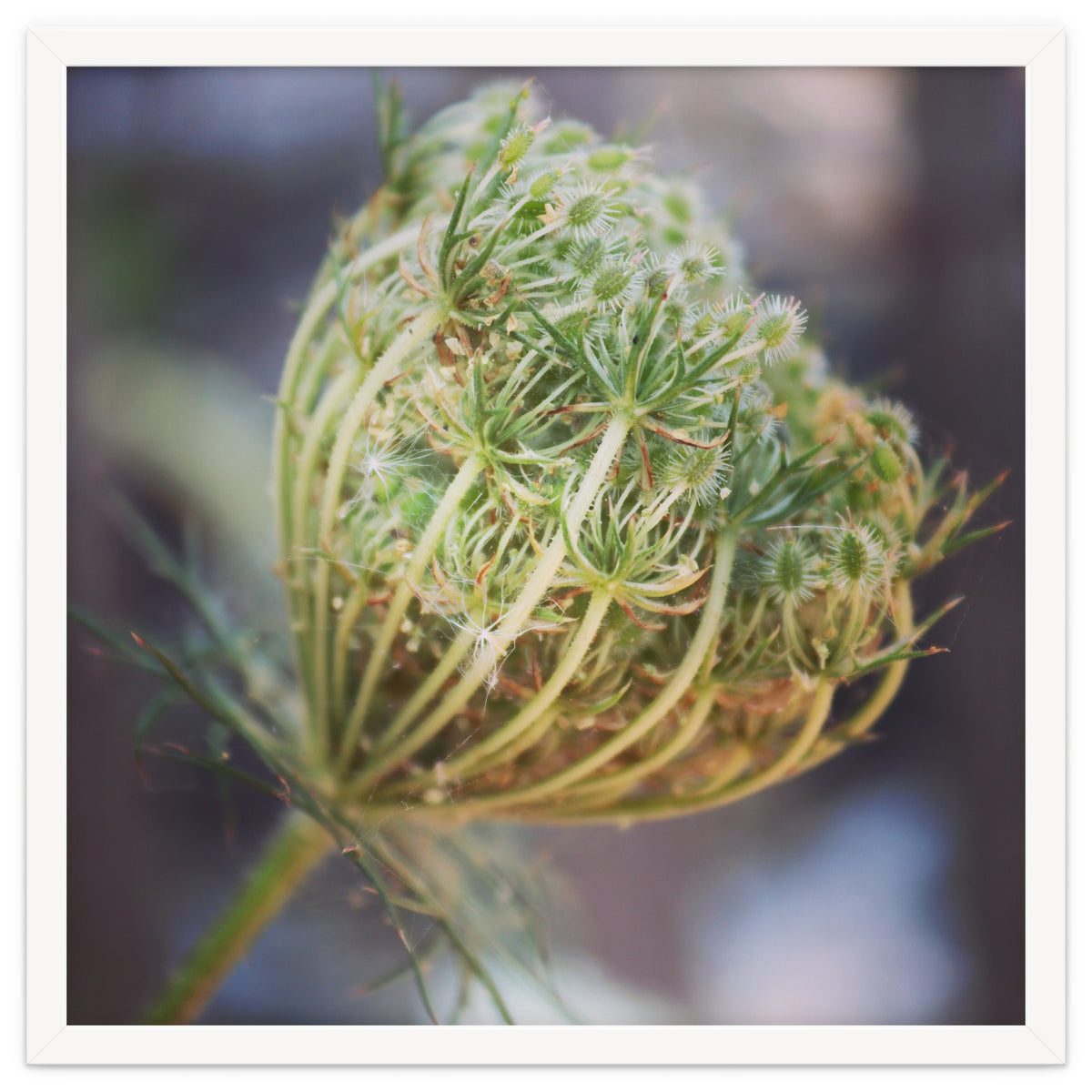 Seed head