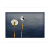 Common dandelions (Print Only) thumbnail