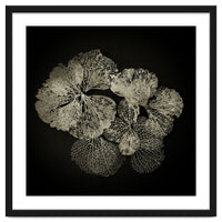 Hydrangea Petals