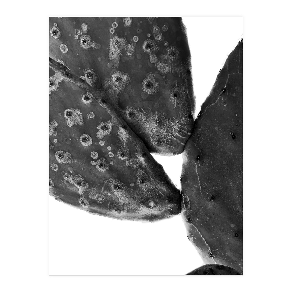 Black Cactus (Print Only)