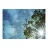 Sun Through Trees (Print Only) thumbnail
