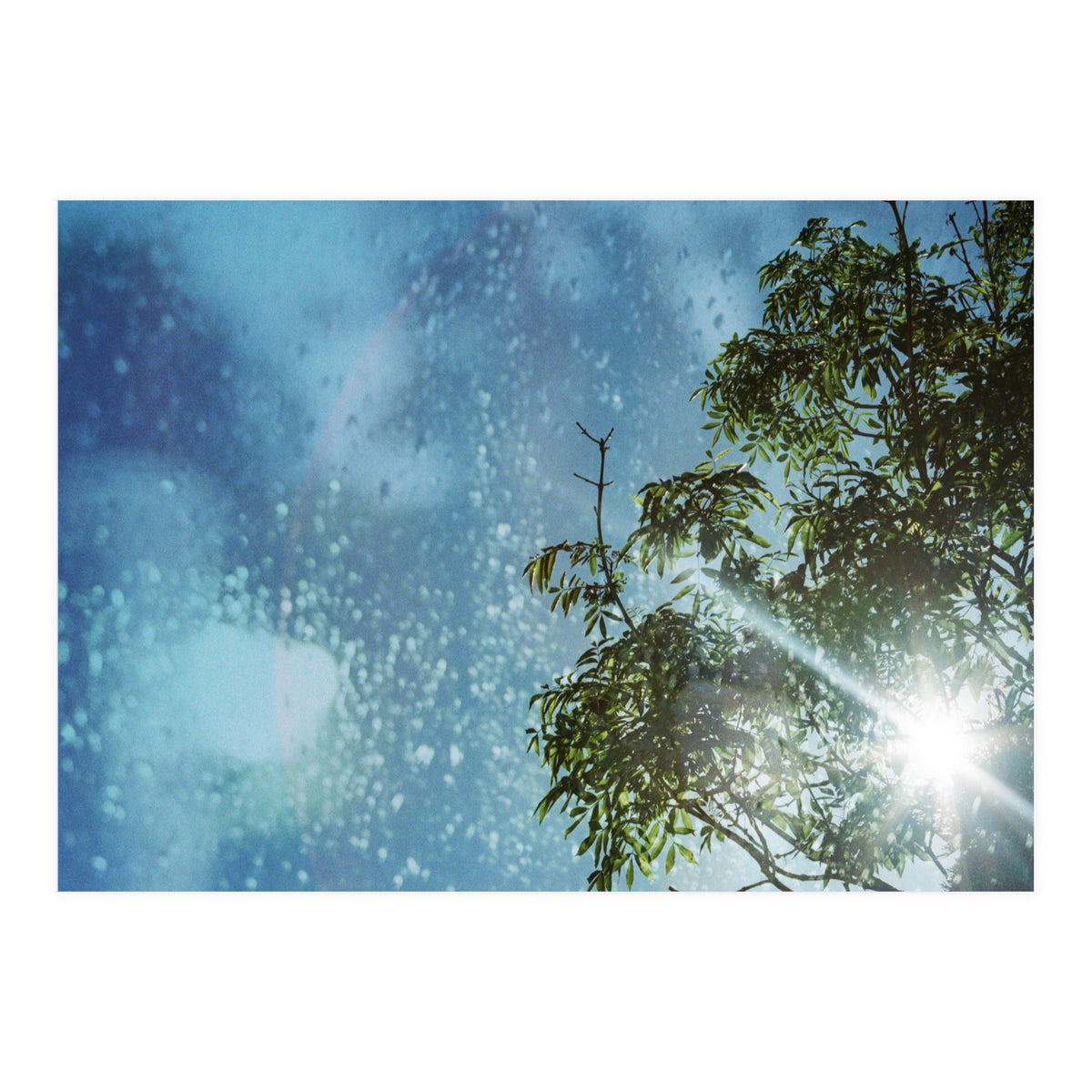 Sun Through Trees (Print Only)