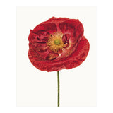 Cc Poppy 05 (Print Only) thumbnail
