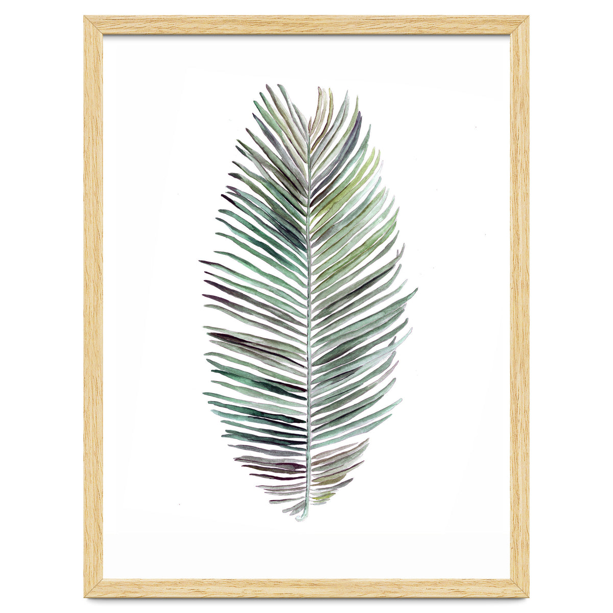 Botanical Illustration Cocos Palm