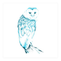 Barn Owl in Teal (Print Only)