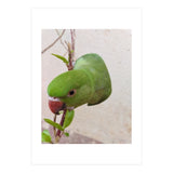 Cute Parrot (Print Only) thumbnail