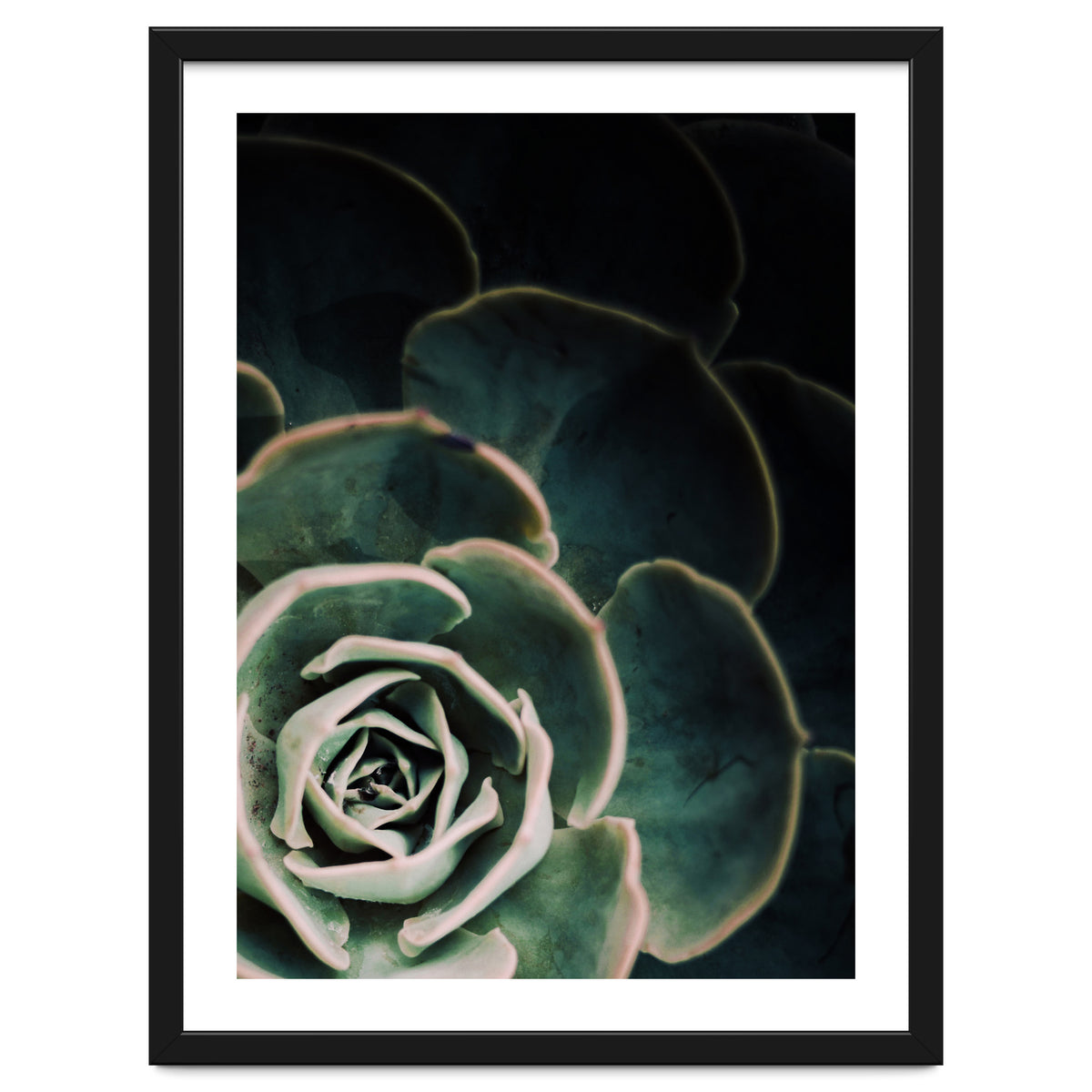 Darkside Of Succulents 4-C