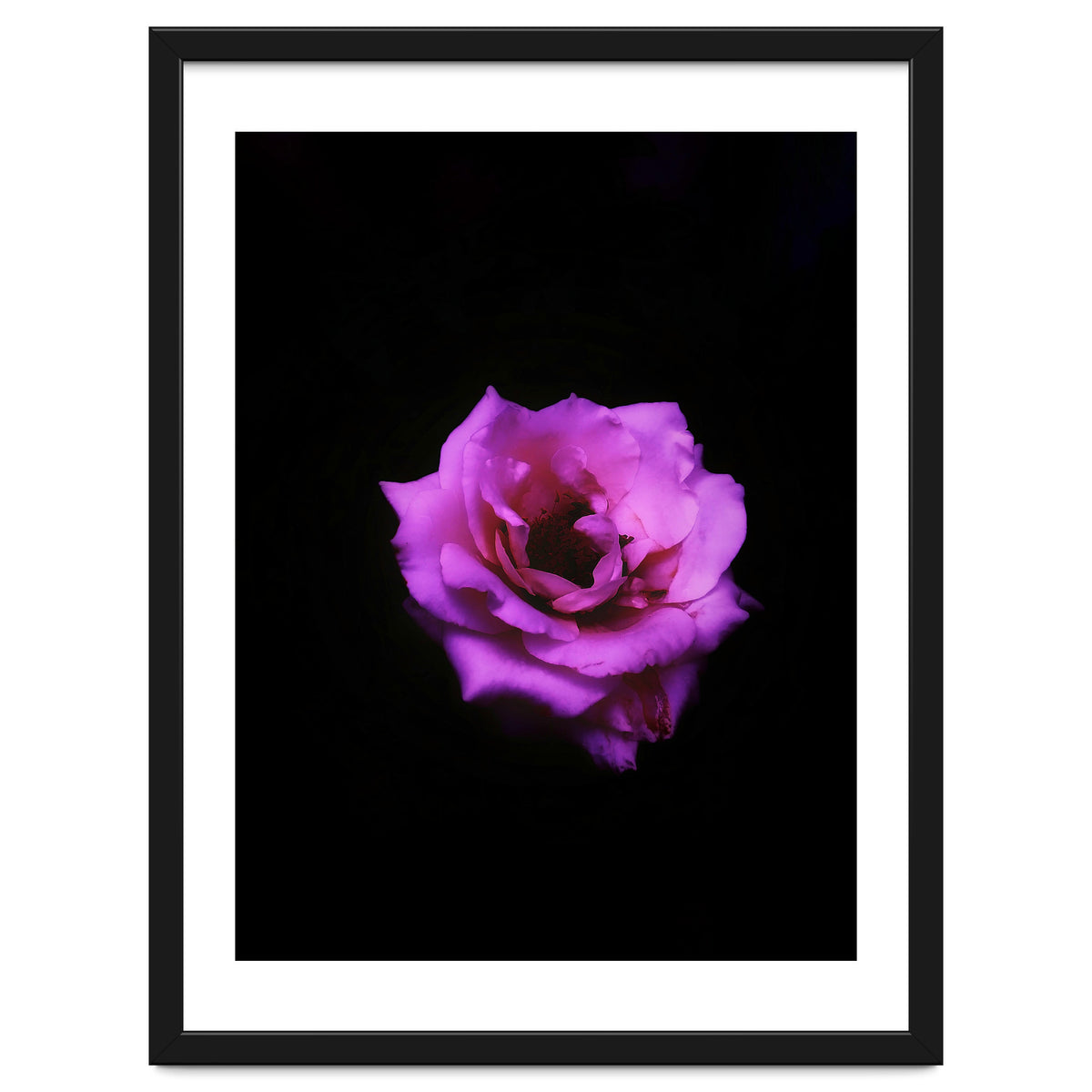 PINK ROSE IN DARK SPACE