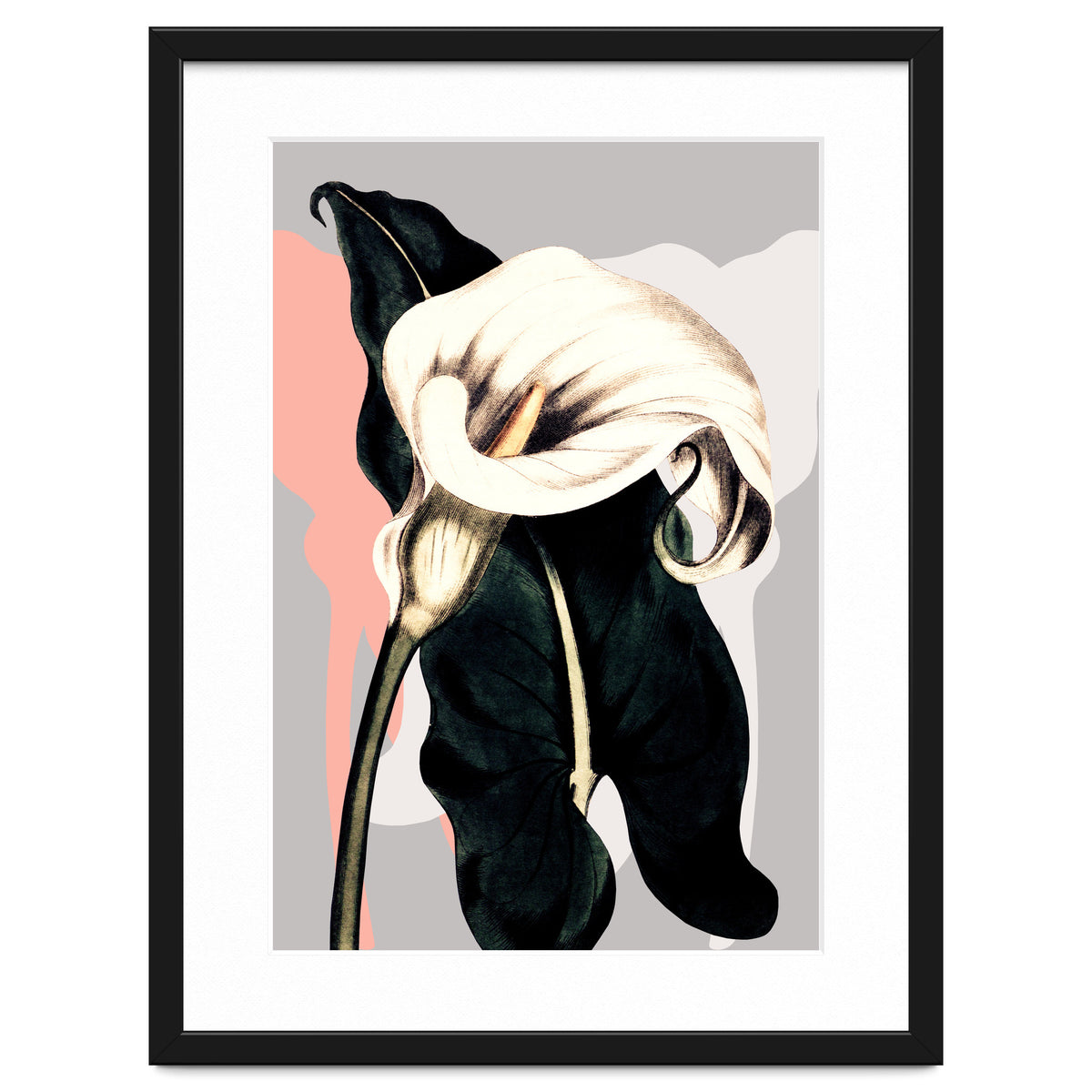 Calla lily flower
