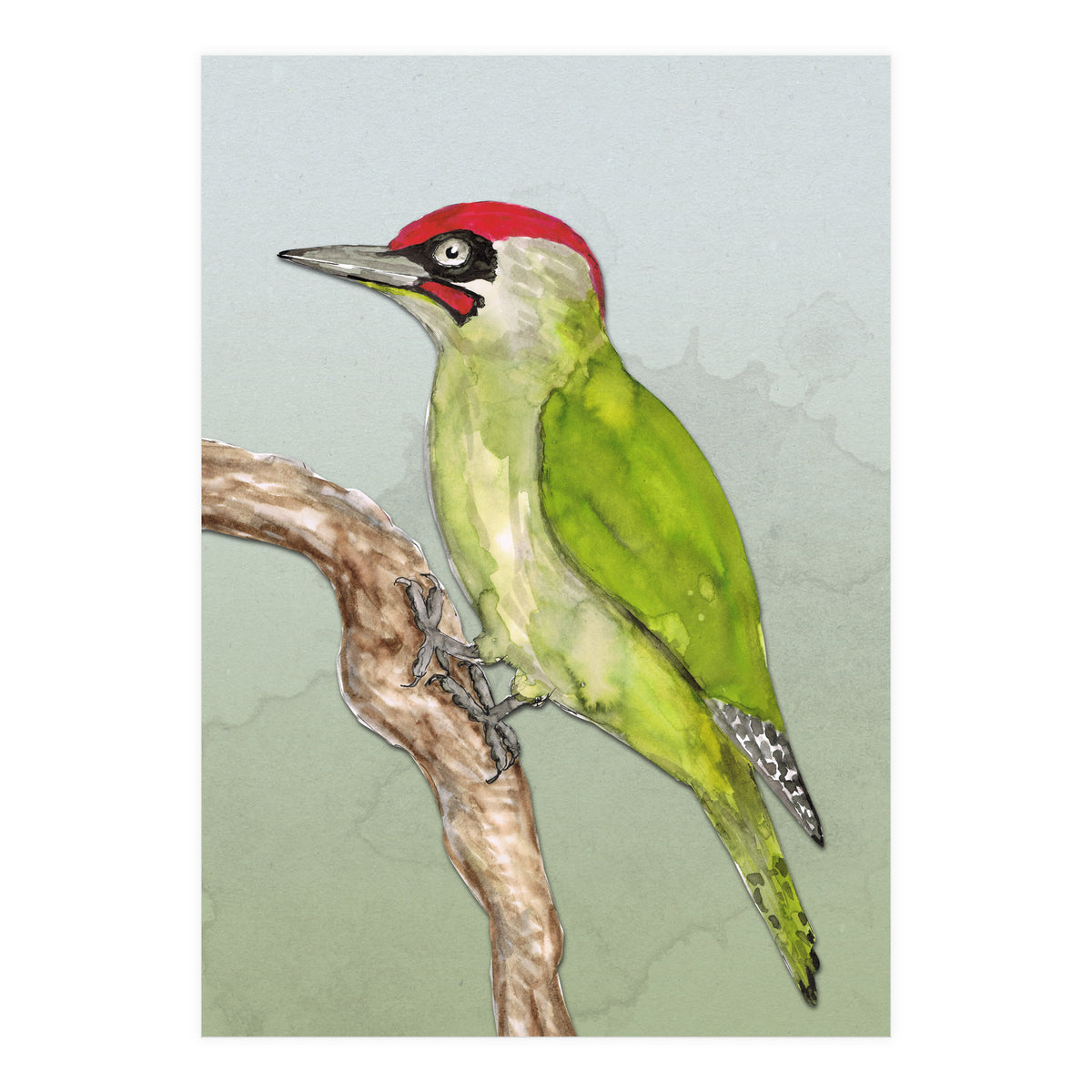 Green woodpecker (Print Only)