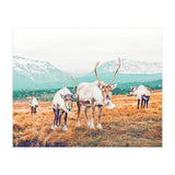 Curious Winter (Print Only) thumbnail