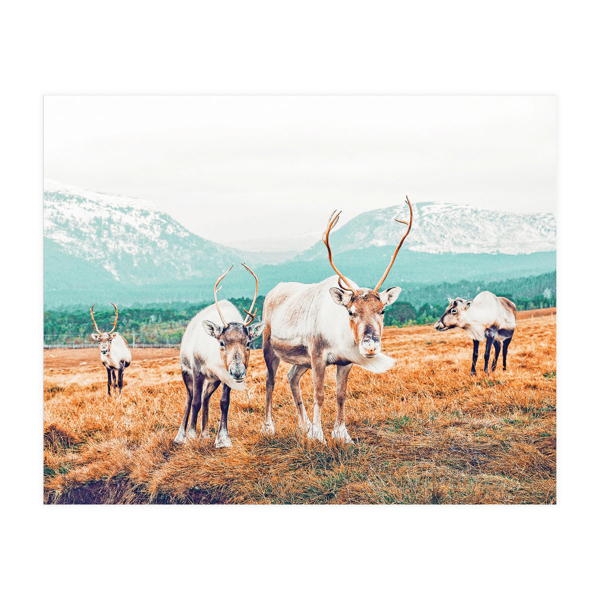 Curious Winter (Print Only)