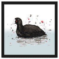 Common coot