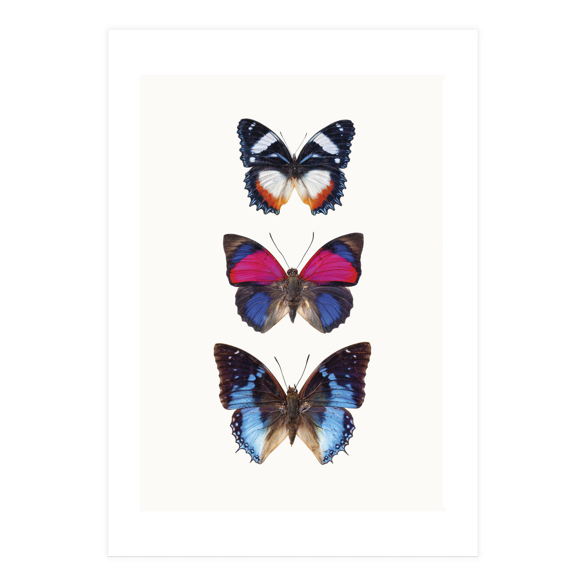 Cc Butterflies 03 (Print Only)