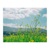 Flowers (Print Only) thumbnail