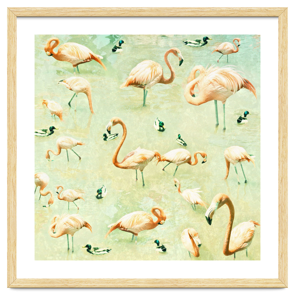 Flamingos