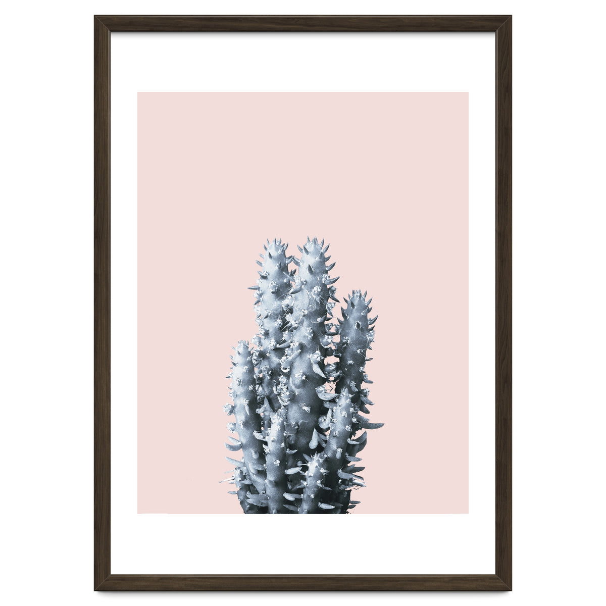 Cactus collection BL-III