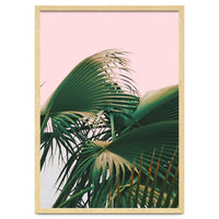 Palm Love